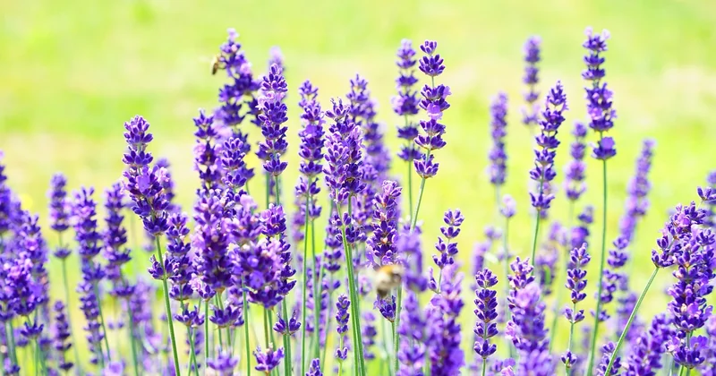 Le parfum se positionne : où placer les plantes pour un effet garanti