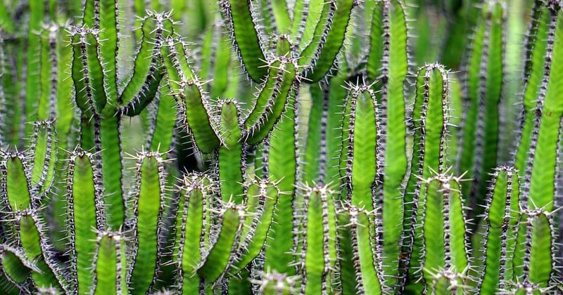 Jardin cocooning : 7 plantes apaisantes pour créer votre havre de paix